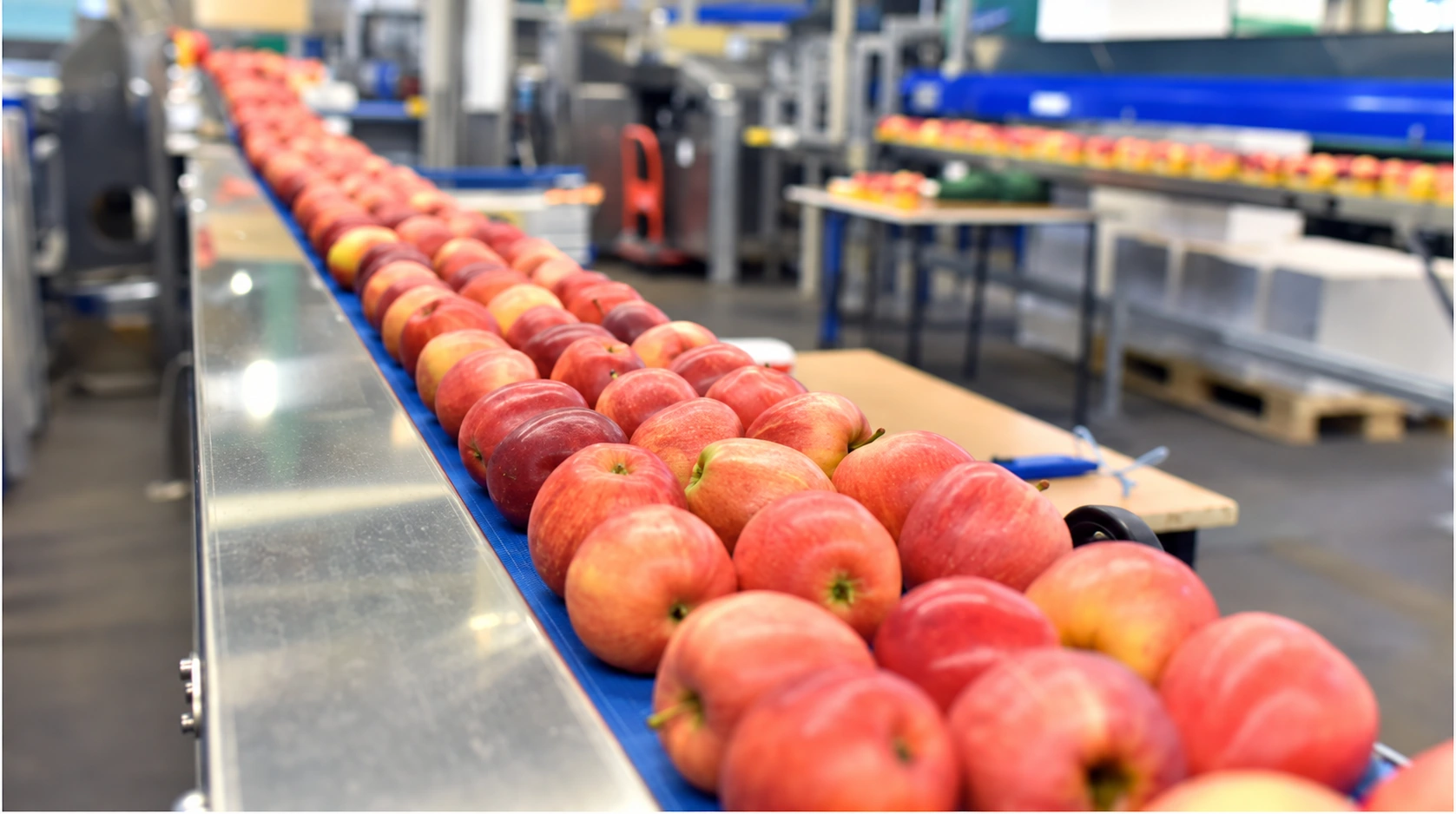 Red apples moving directly along a blue conveyor through a food processing area.