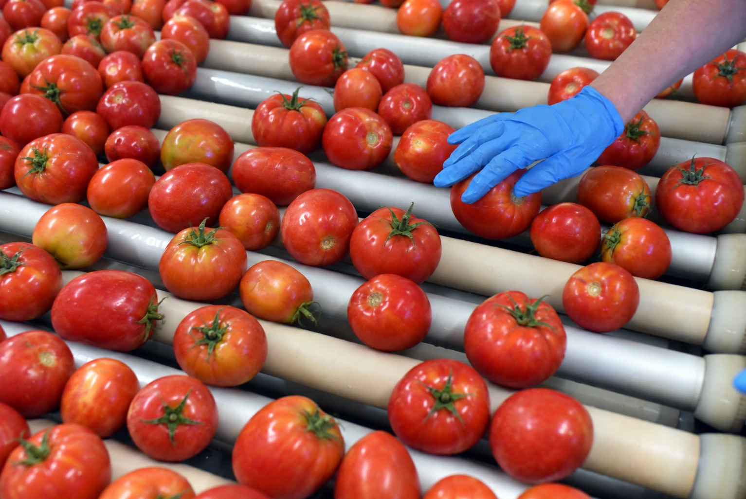 Blue-gloved worker inspecting varied tomatoes on an industrial roller conveyor.