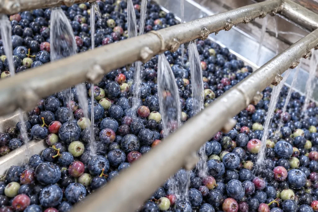 Blueberries at different stages of ripeness being washed under water sprays on a stainless-steel processing line.