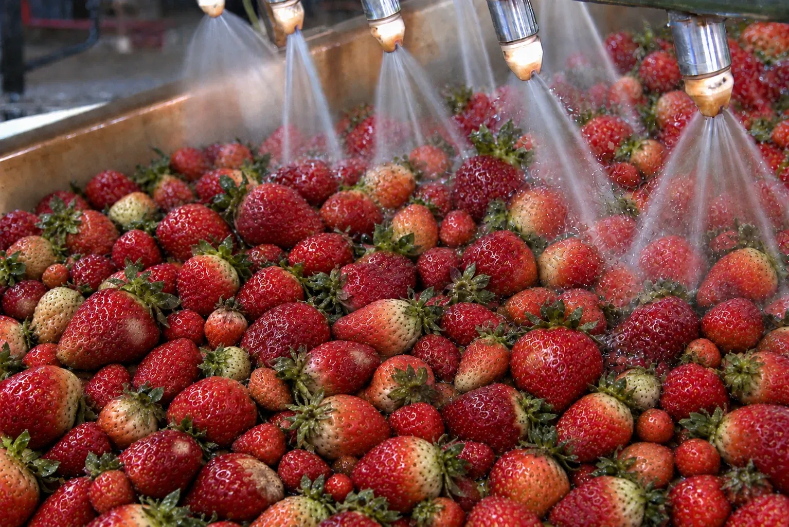 Fresh strawberries on a stainless steel processing conveyor.